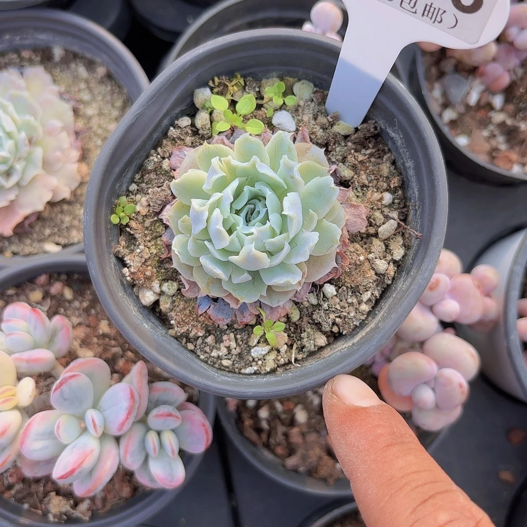 C733白芷一物一拍