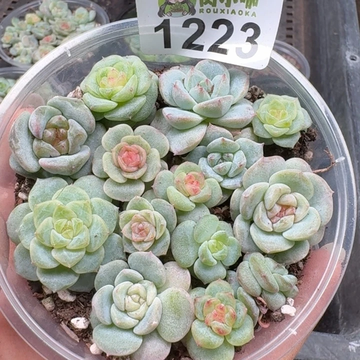 多肉植物多肉植物