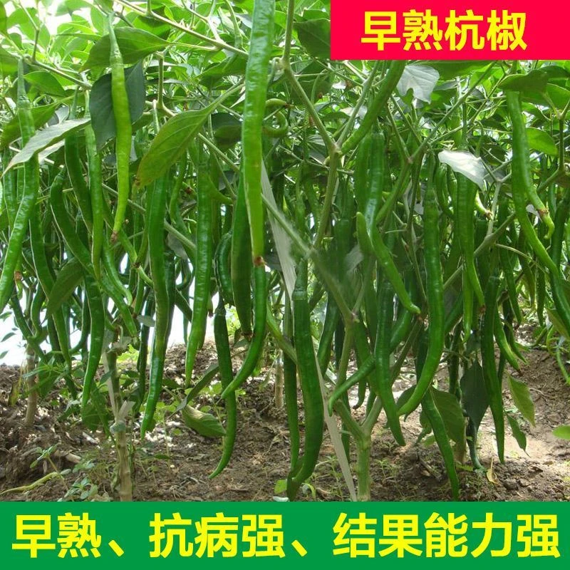 杭椒苗带土秧苗不辣杭椒种苗四季辣椒苗家庭地栽阳台盆栽蔬菜苗子