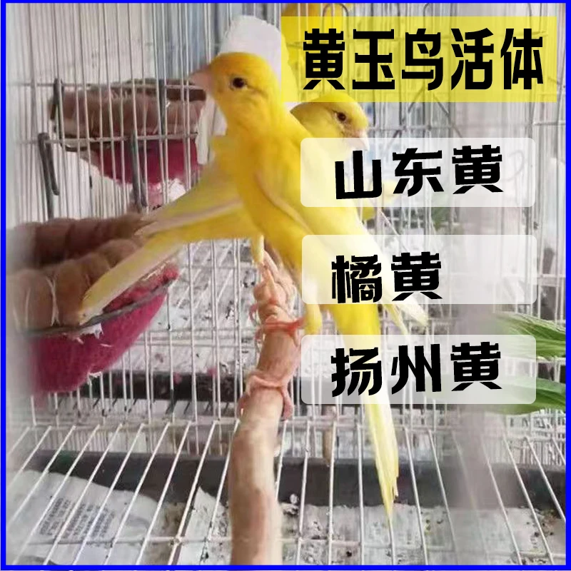 玉鸟活体 黄玉鸟 山东黄橘黄扬州黄 芙蓉金丝雀活物鸟 京东顺丰发