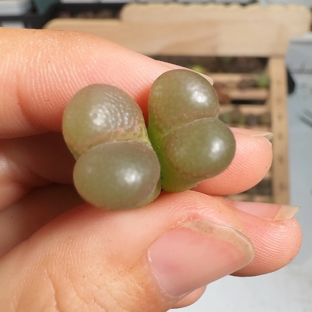 多肉植物福利风铃287