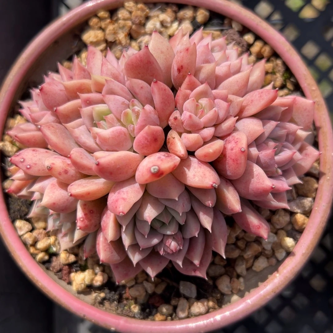 霜花精控多肉一物一拍