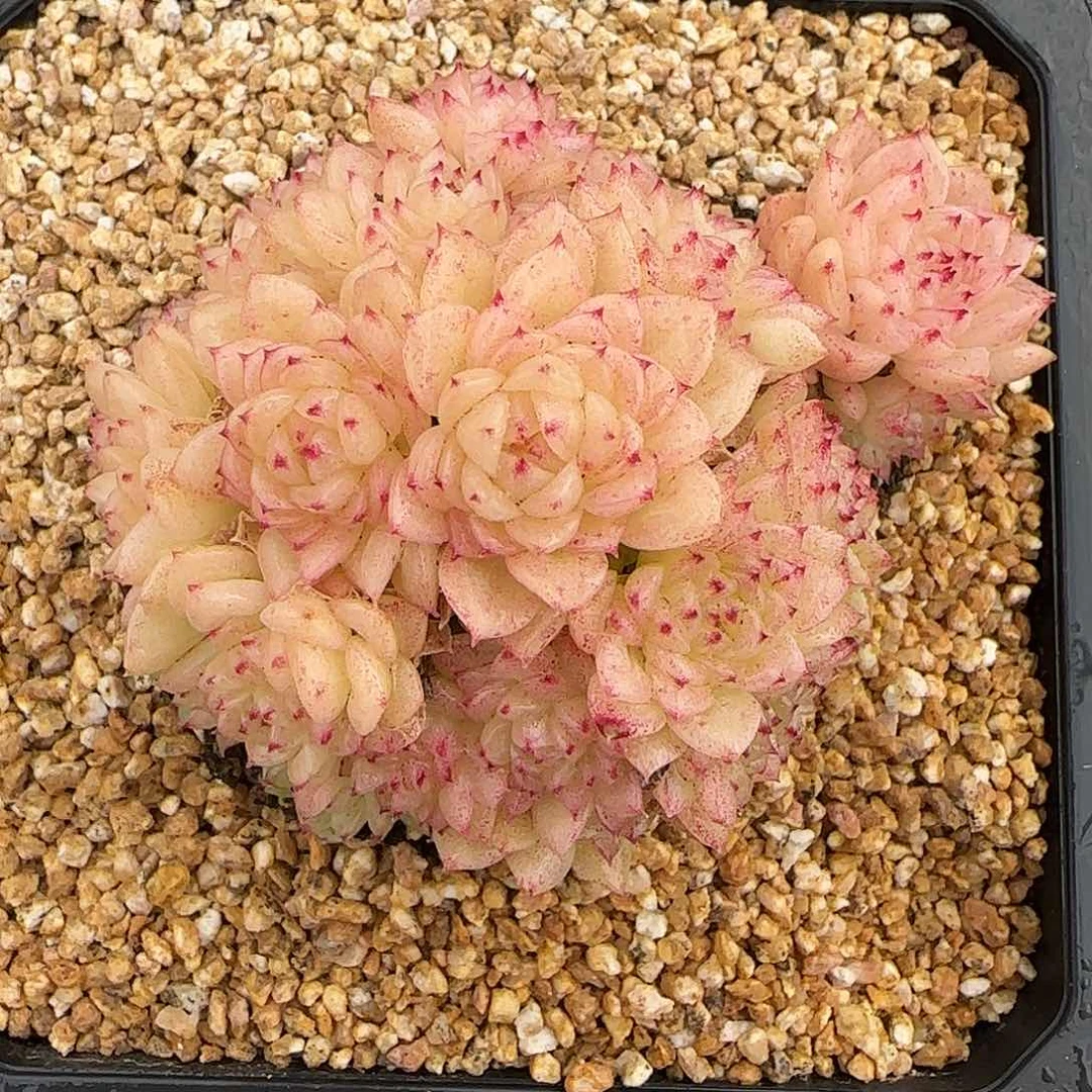 从前慢花园精选香特玫瑰