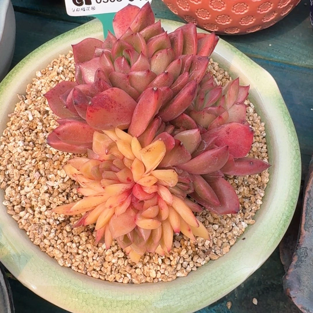 从前慢多肉精选编号0308.348