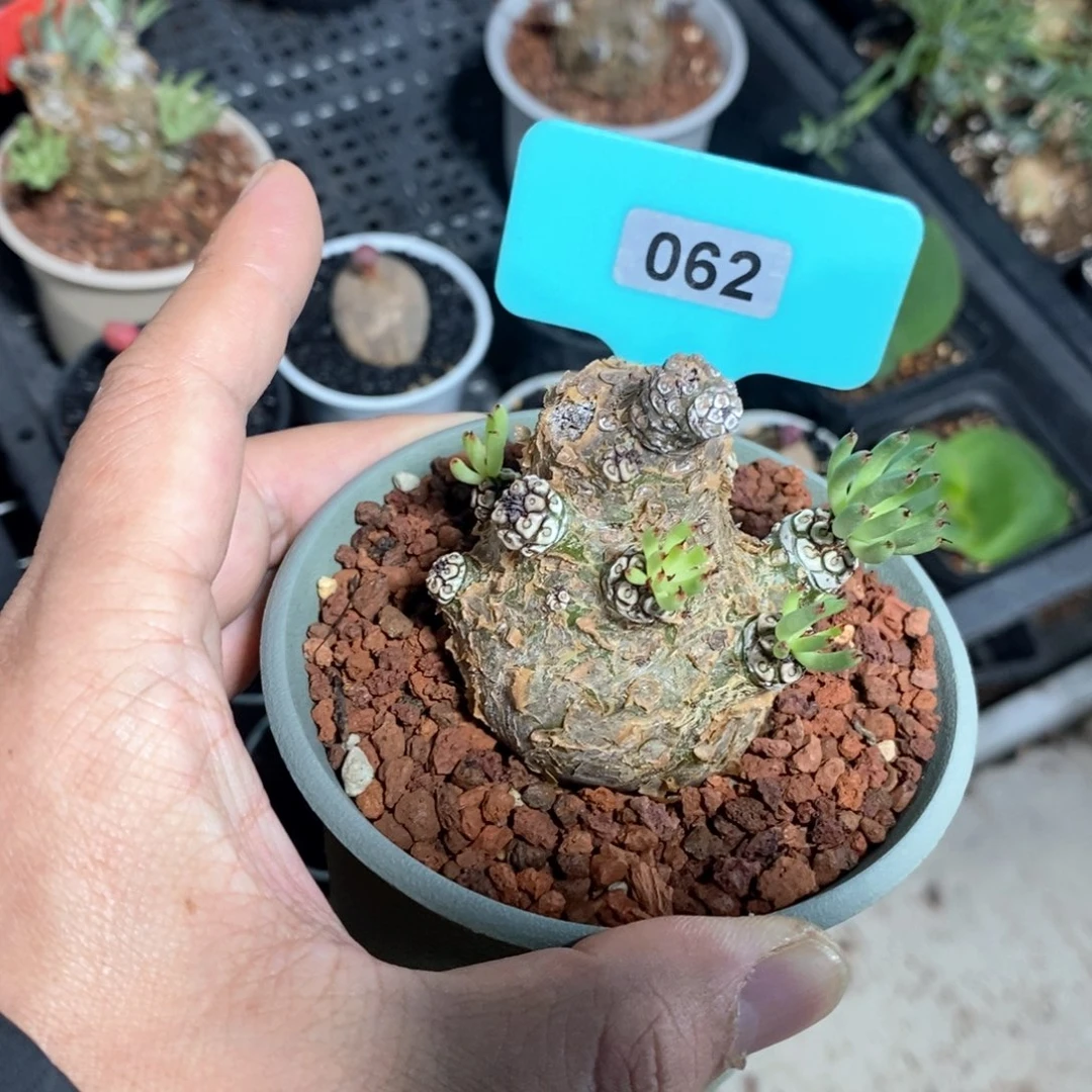 白象多肉植物一个