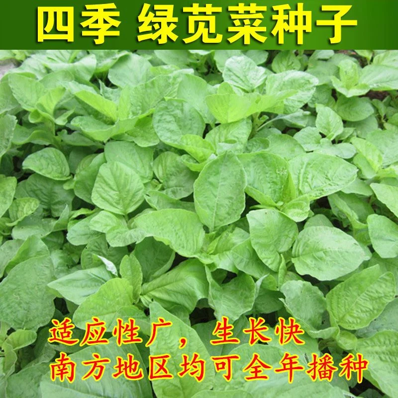 圆叶绿苋菜种子青苋菜四季白苋菜种子农家庭院播种耐热蔬菜种子籽