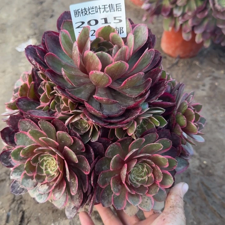 2015二号棚粉花妖A