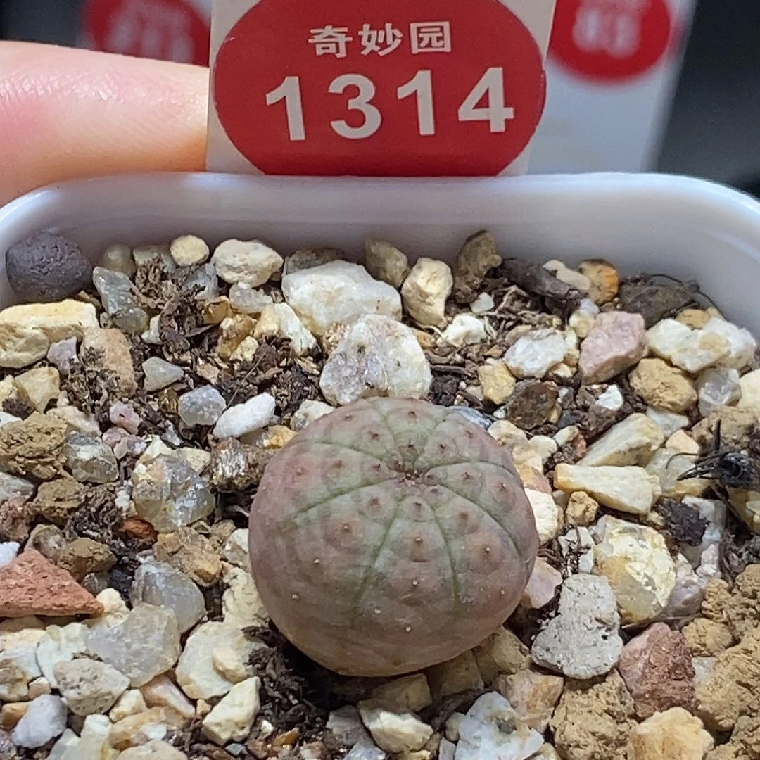 实生龟甲粉体布纹球1.6cm
