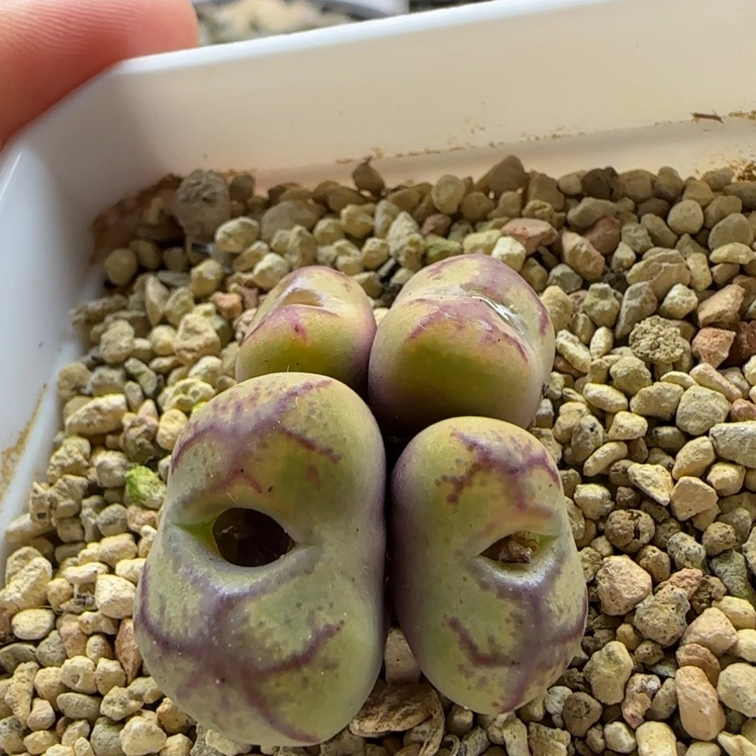 6203 大白多肉植物园