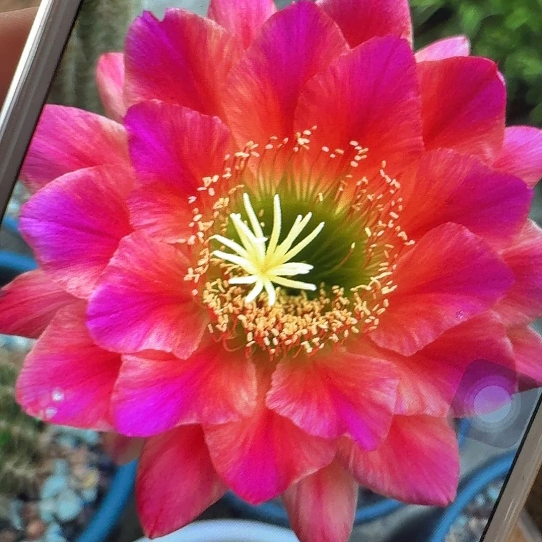 安妮特侧芽5公分毛花柱仙人球