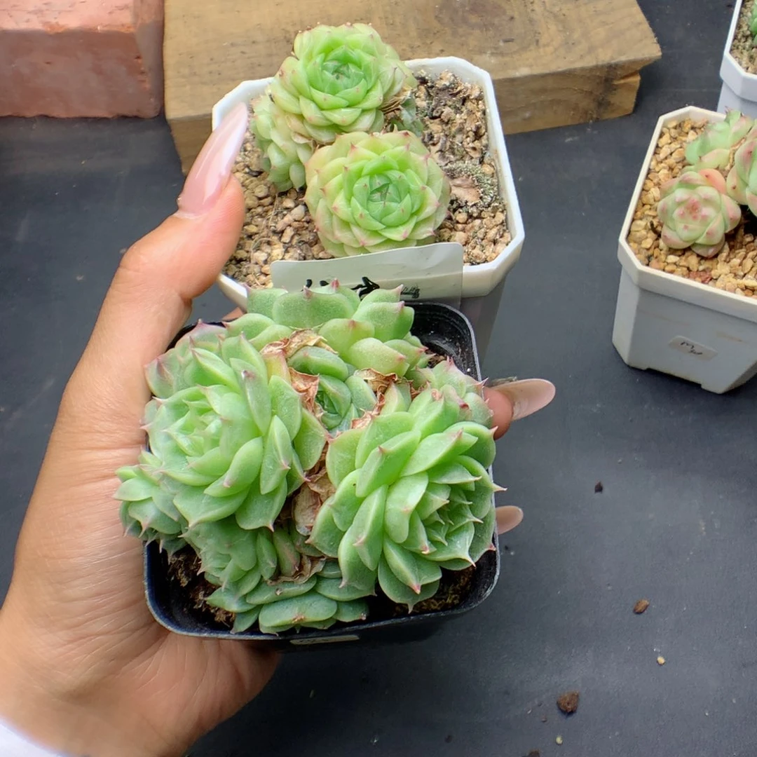 柠*果朱朱寄养。 麦秆