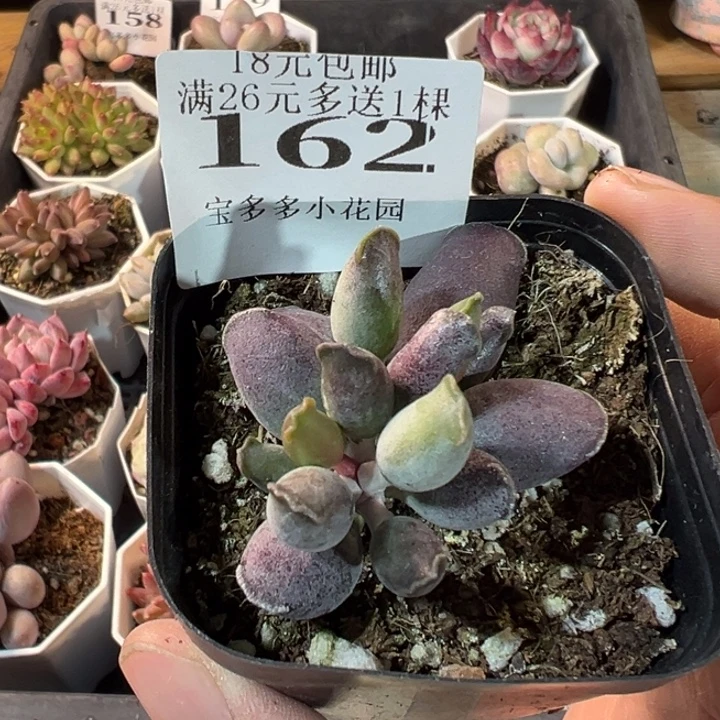 艺妓海豹一物一拍多肉满20元包邮明天发货