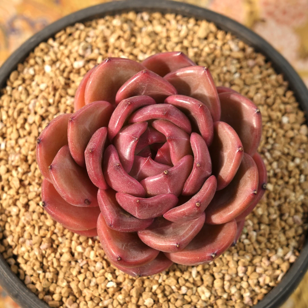 【从前慢甄选】q橙多肉  量拍链接