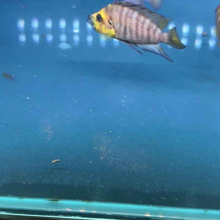 灯科鱼金头虎一条