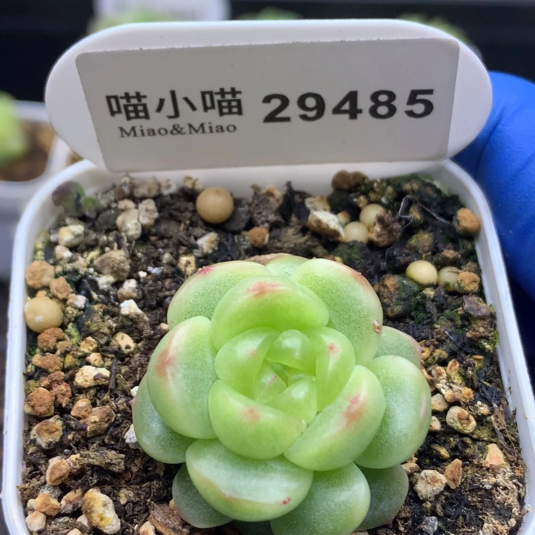 呼***睡多肉植物杂交珍妮