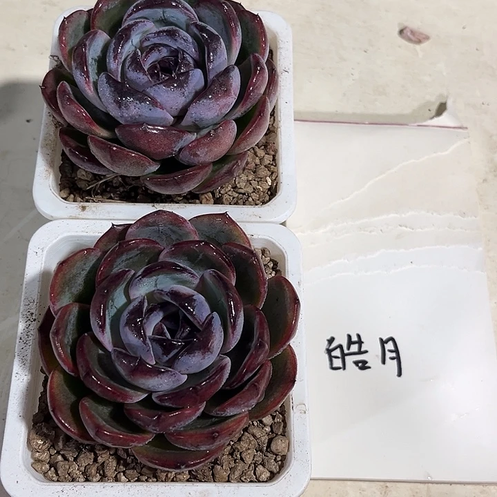 皓***月2棵大黑橙子多肉植物