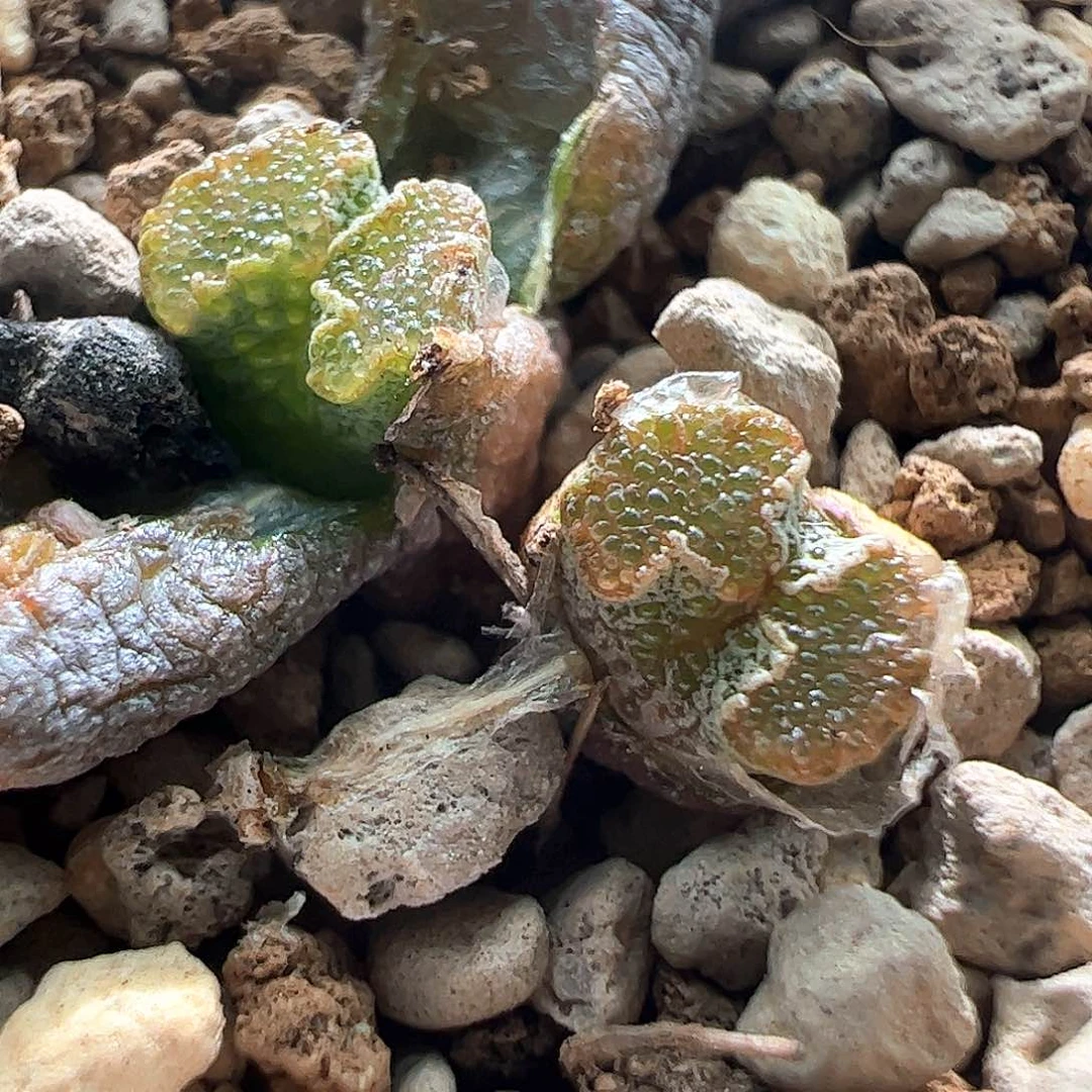 黑****）咪咪小蝴蝶勋章一颗488。