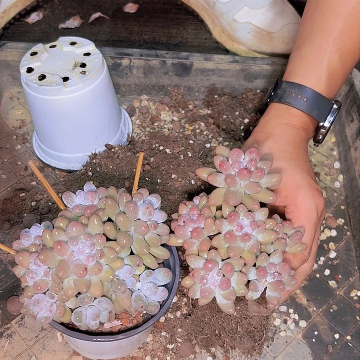 九***一39汤圆一物一拍2颗
