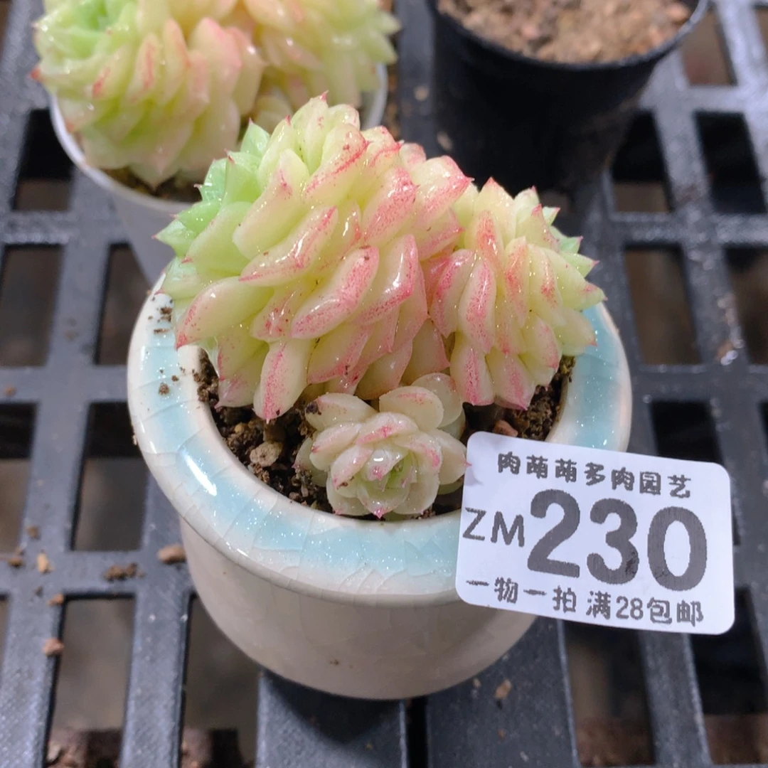 肉萌萌拇指盆精控多肉ZM230
