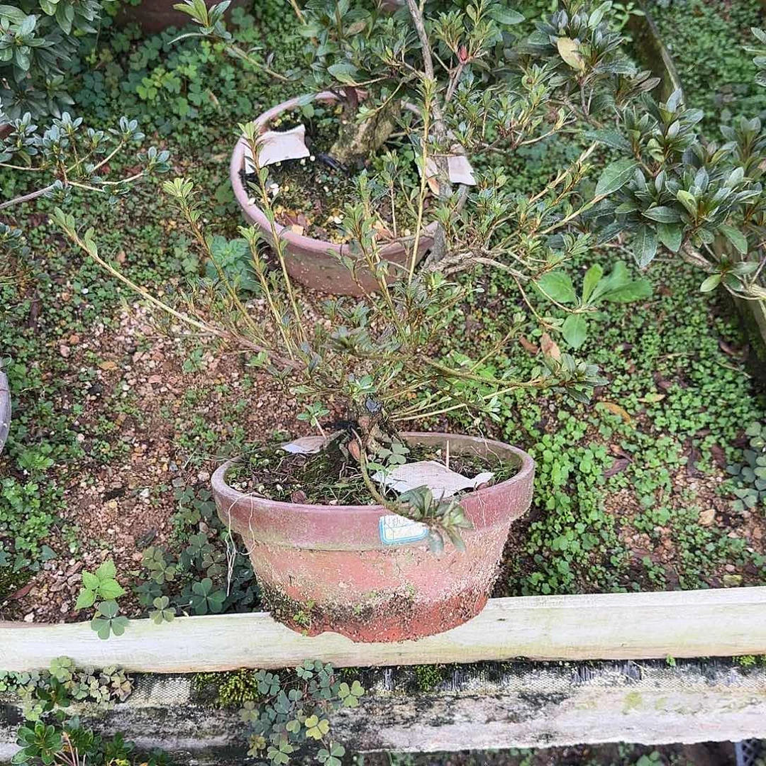 无花朵高月杜鹃下卷