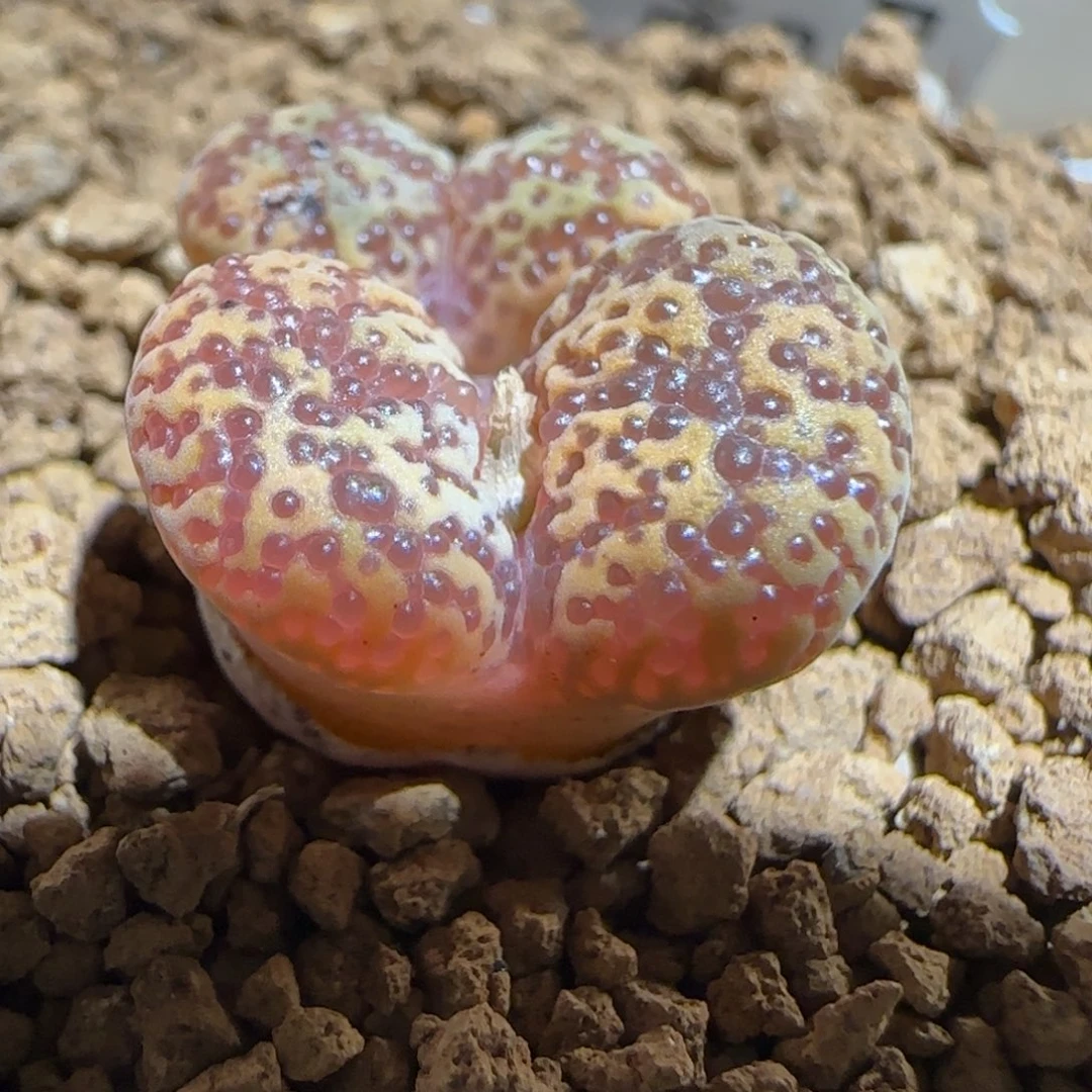 肉锥多肉植物组合-泡泡勋167