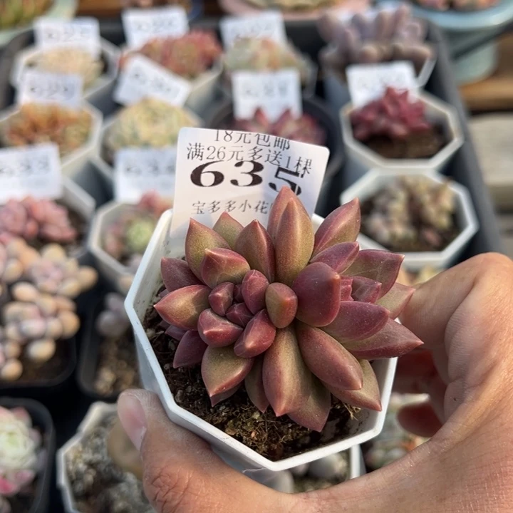 迷雾泡泡三头一物一拍满18元包邮下午发货