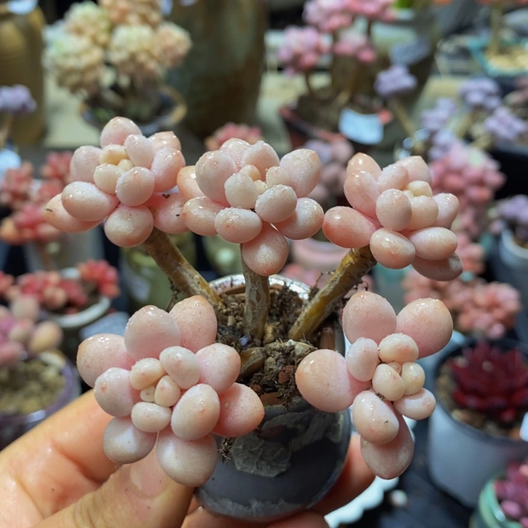 386？鱼子酱7 厘米