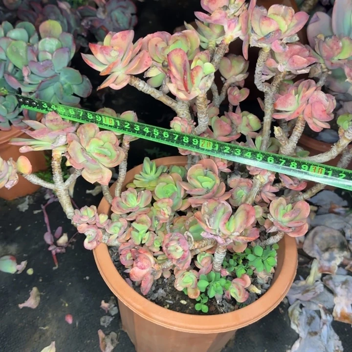 火焰玫瑰348 多肉植物一物一拍