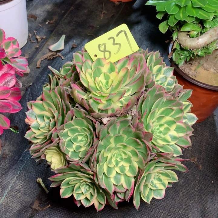 837海王多肉111111