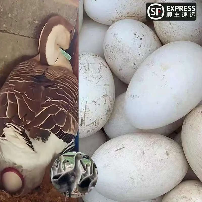 2号（1斤）左右顺丰包邮鲜活鹅蛋顺丰包邮