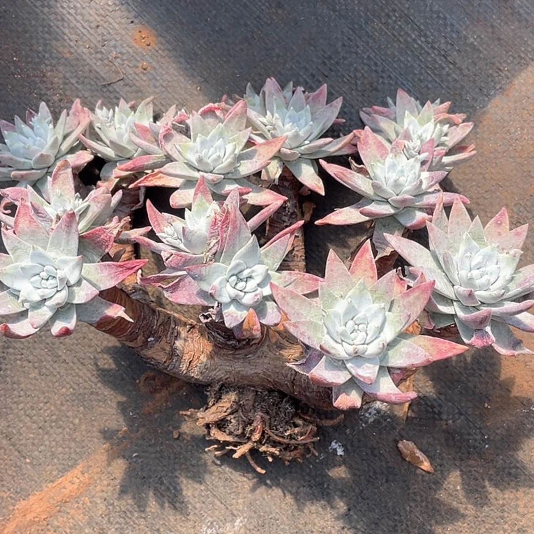 【闪购商品】虫*哥白菊苹果叶