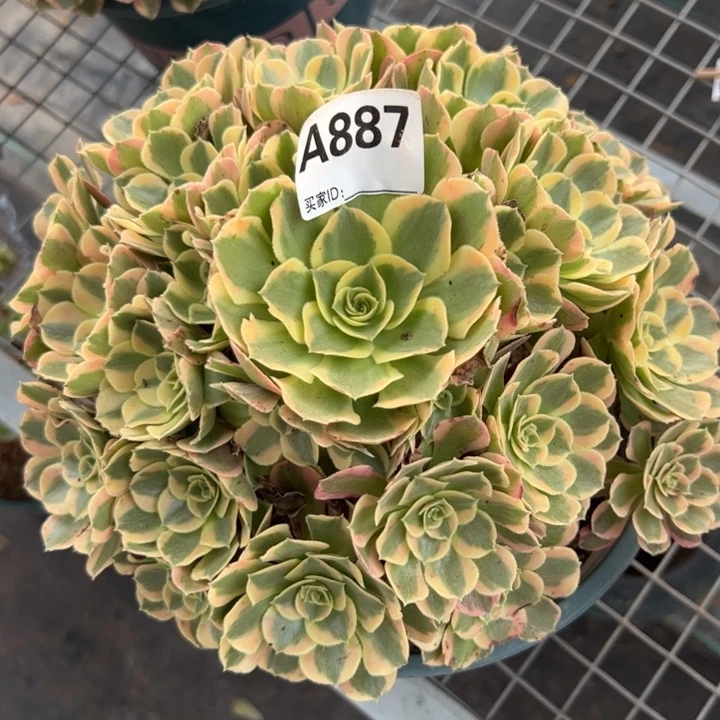 887妖月23厘米左右