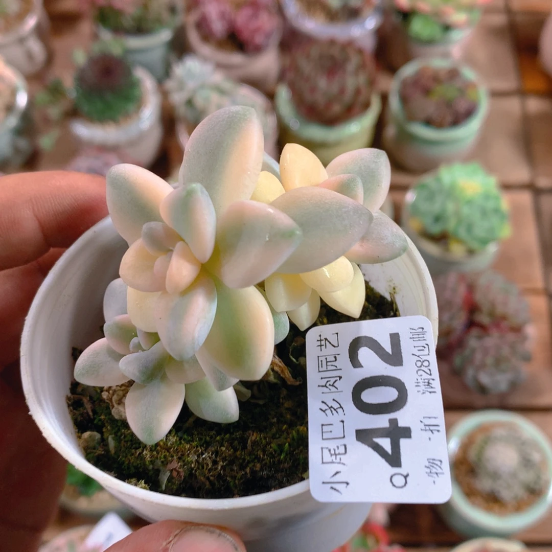 小尾巴5CM迷你拇指盆Q402