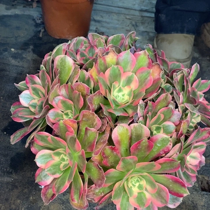 粉女郎多肉植物29