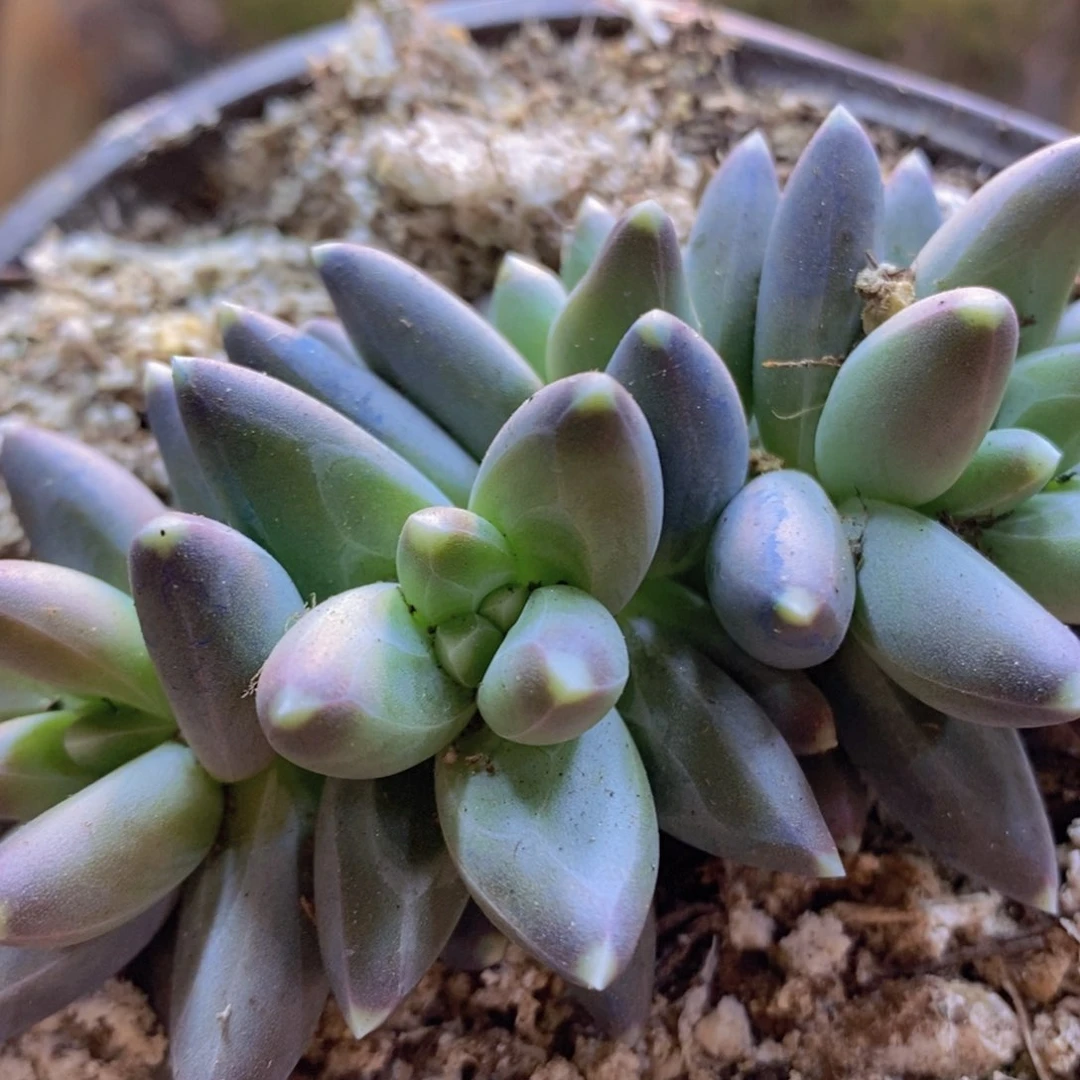 胖*64号号乌拉克拉