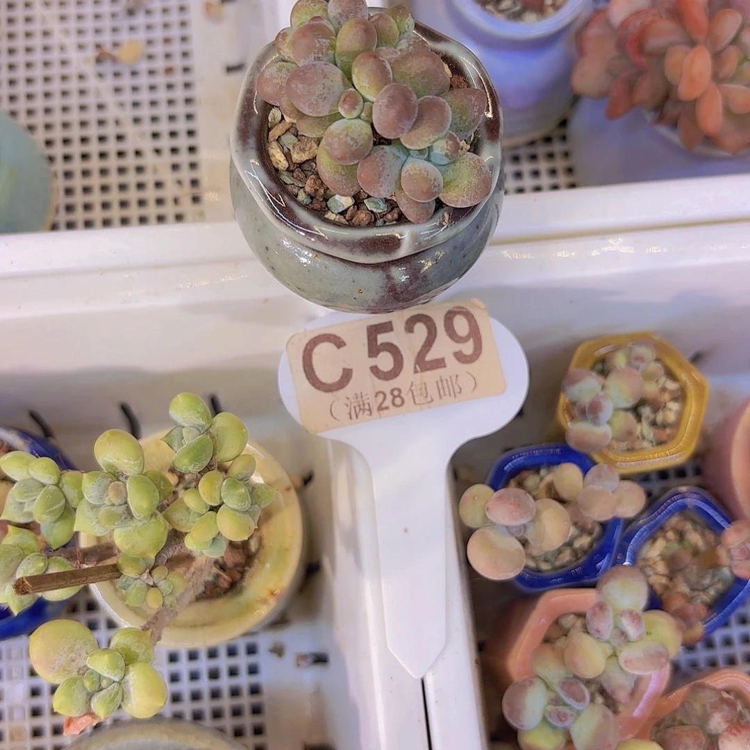 C529樱花奶一物一拍