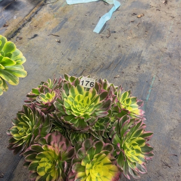 海王176多肉法师一物一拍