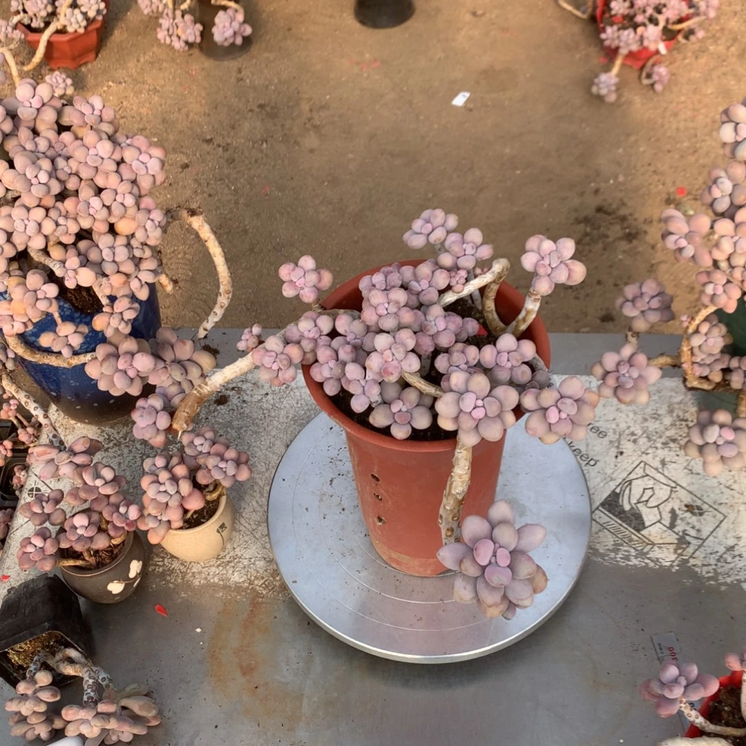 桃蛋老桩不带盆有瑕疵福利26