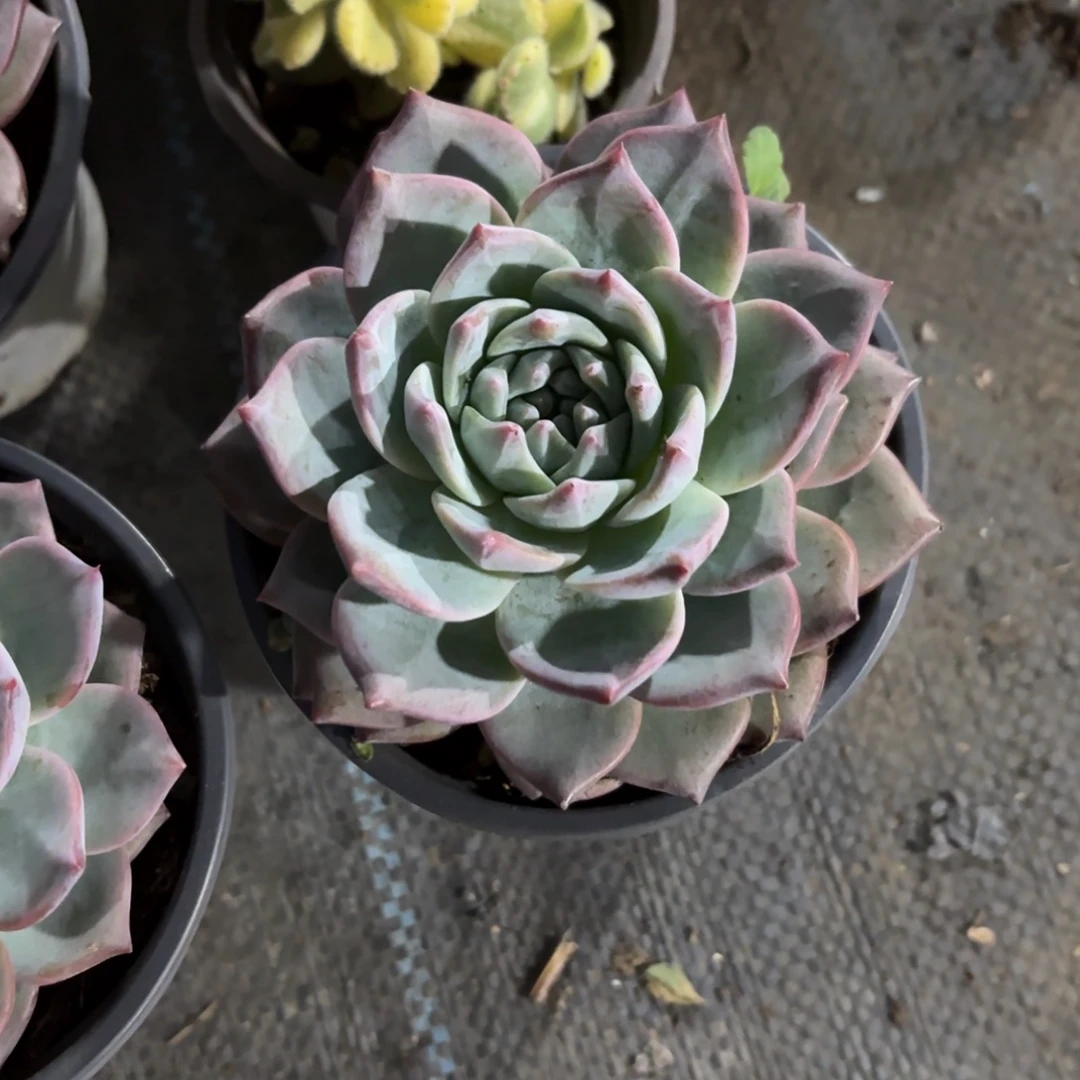 粉蓝鸟11cm新疆包邮