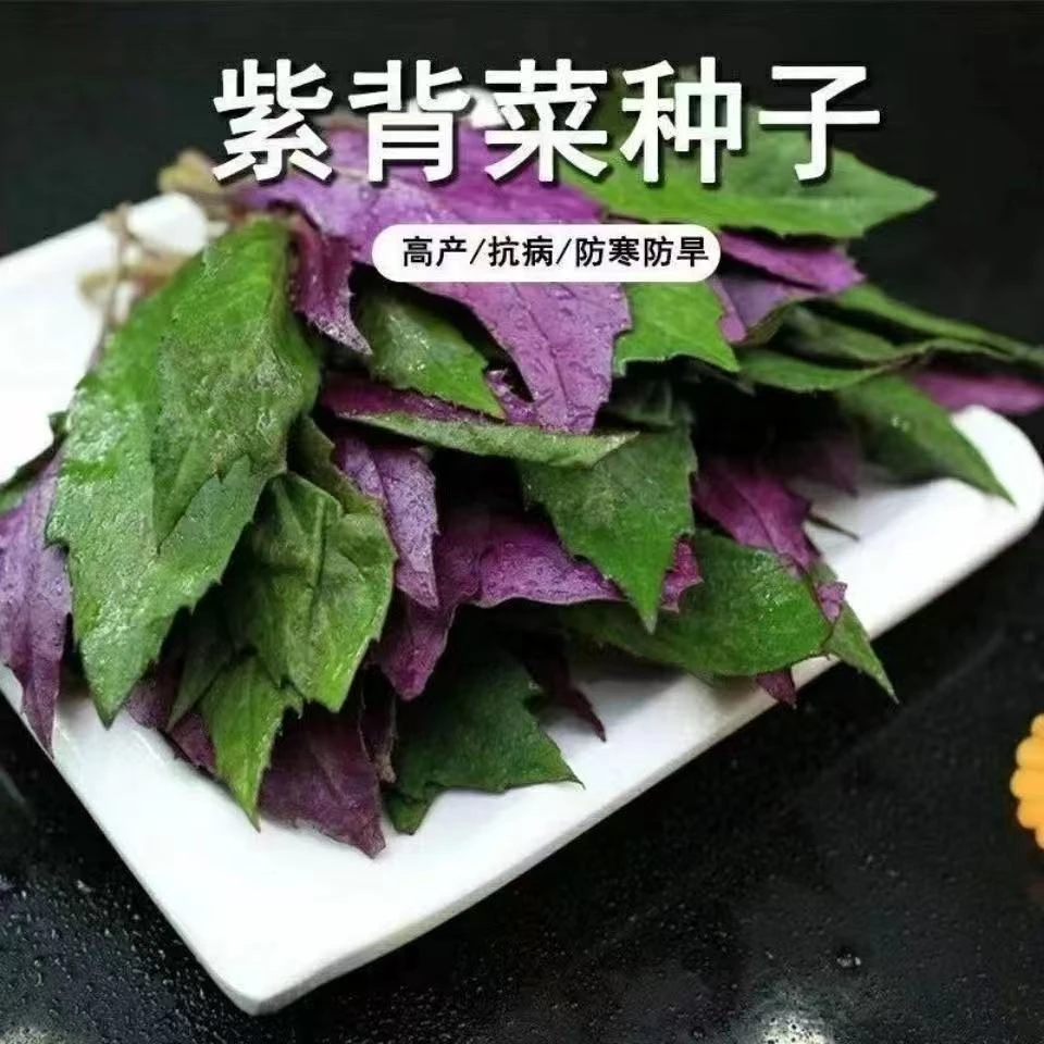 【紫背天葵种子】血皮菜种子家庭阳台小院盆裁地栽 四季种植