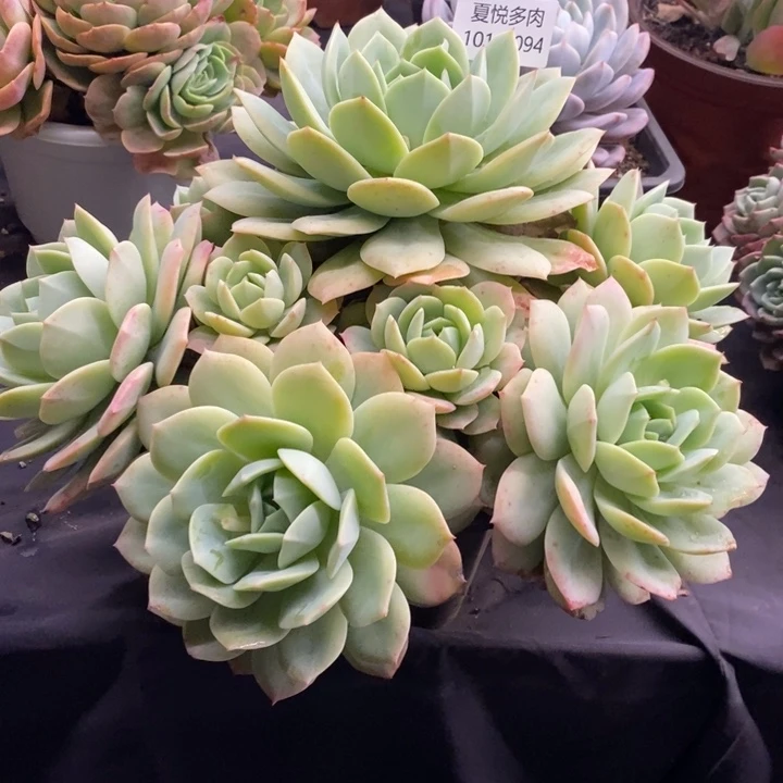 夏悦多肉1015-94恋曲