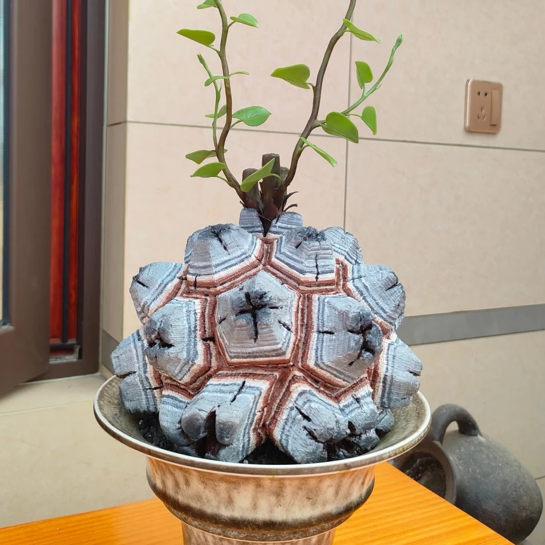 编号001南非龟甲龙多肉植物