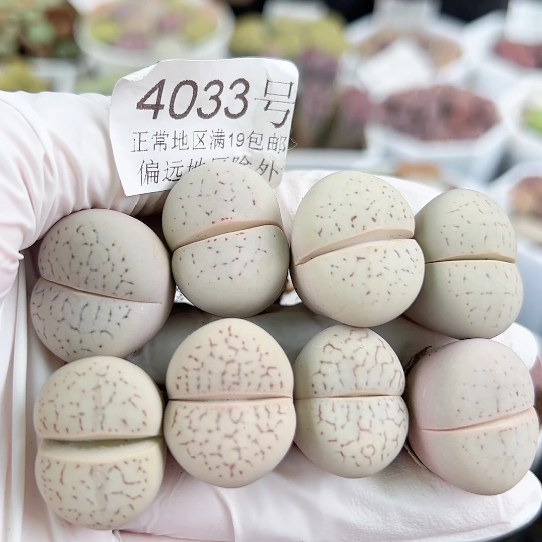 4033四年大白8个2cm左右福利