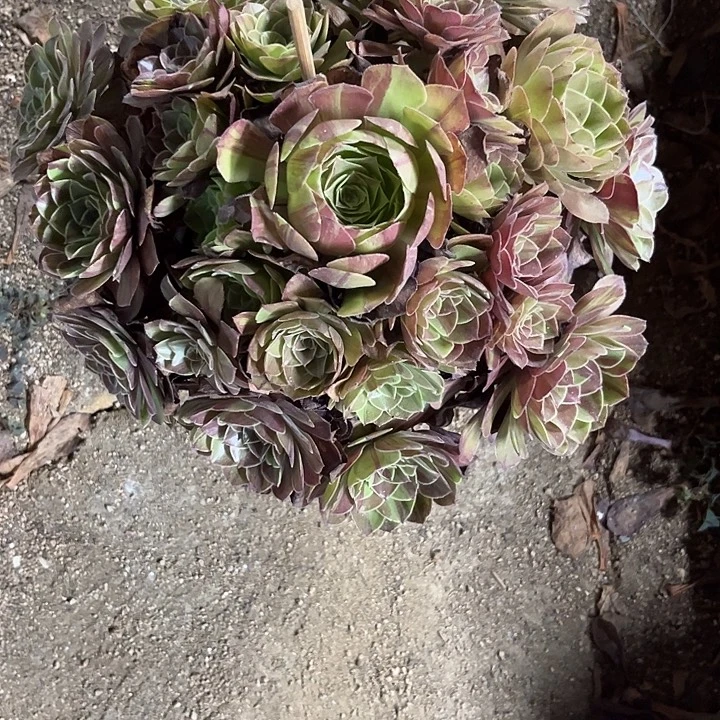 多肉植物花月夜锦……