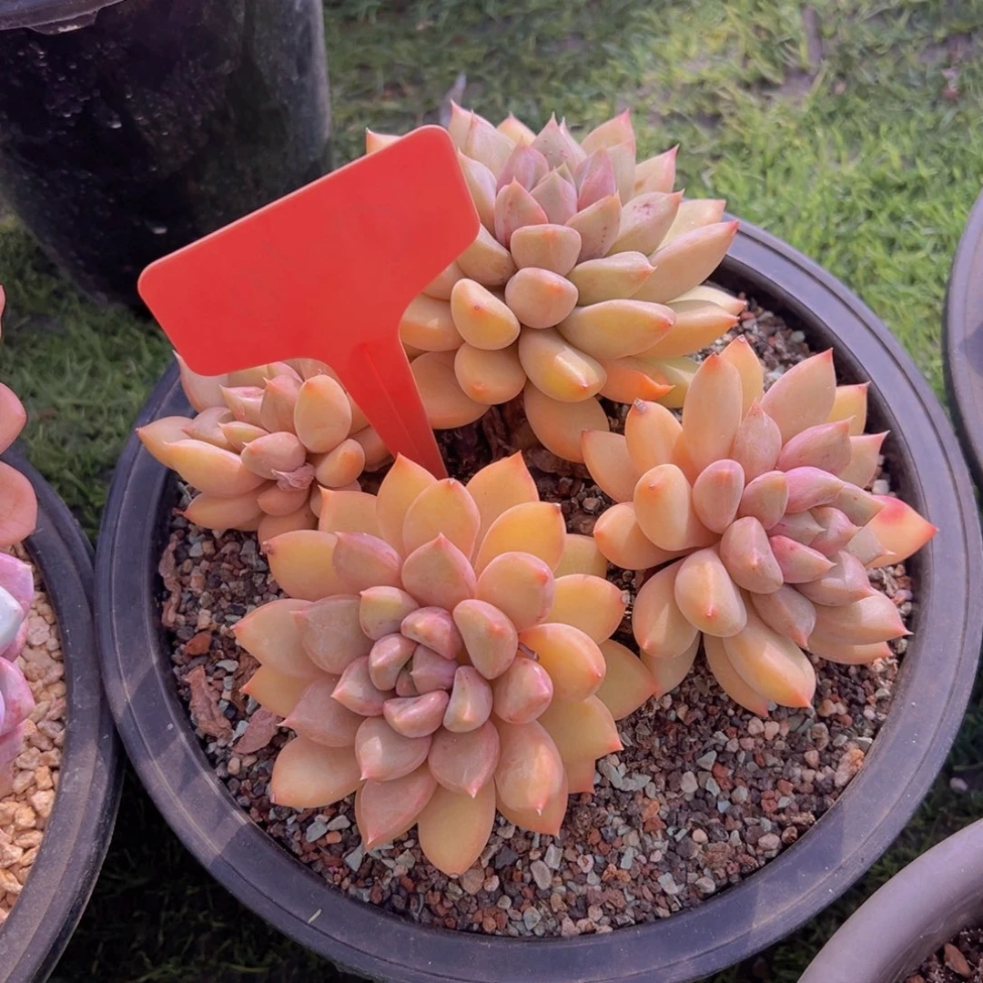 香玉的故事是一个人的故事