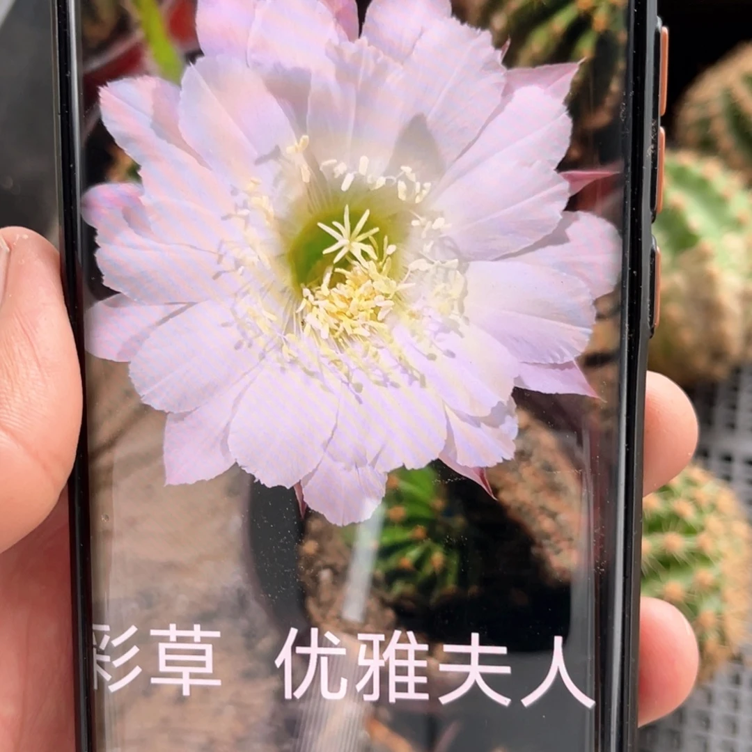 彩草 优雅夫人侧芽 歪 满20包邮5公分以上