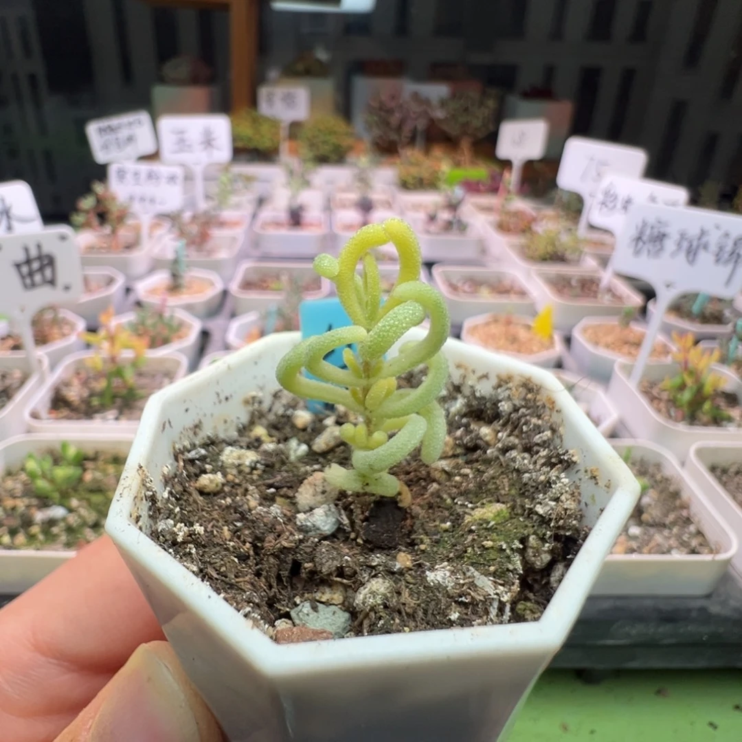 921红叶锦，拍下不退不换