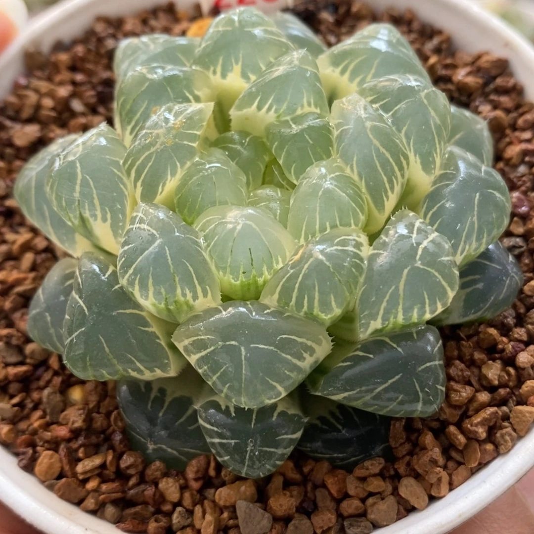 220糊斑湖水玉露锦