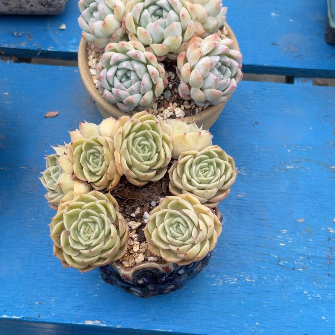 路*豆总多肉2课老桩