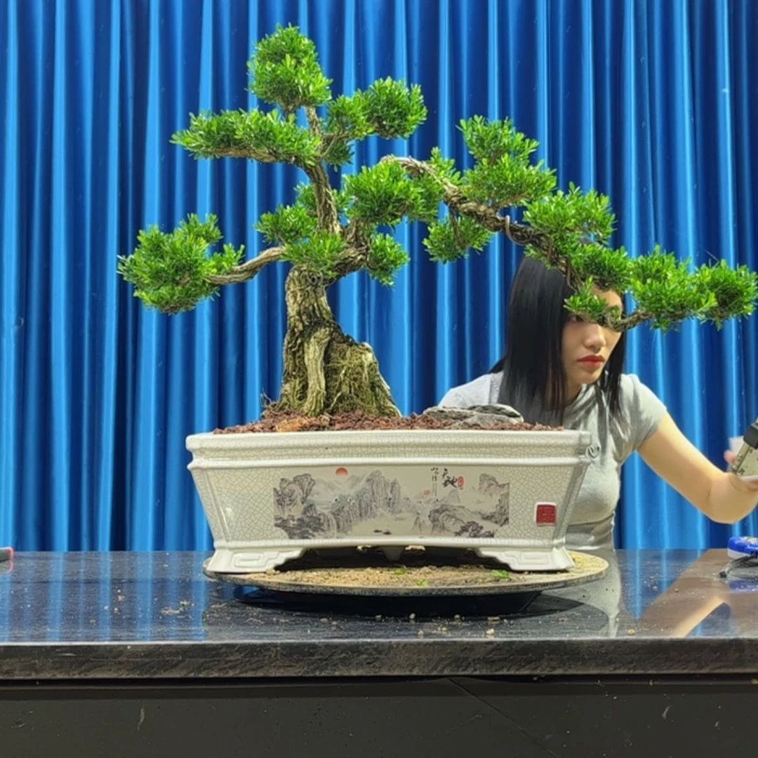 【闪购商品】当前无花朵，栽培后可花朵